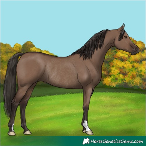 Horse Color:Liver Red Dun Rabicano