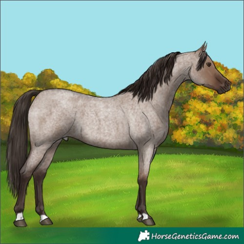 Horse Color:Liver Red Dun Roan 