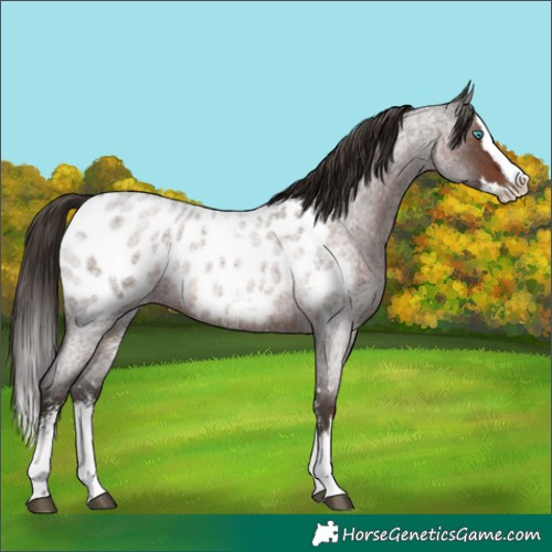 Horse Color:Liver Red Roan Sabino Splash Blanket