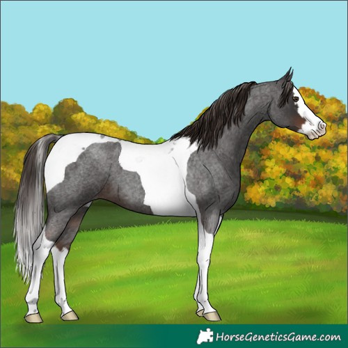 Horse Color:Liver Red Roan Splash Tobiano