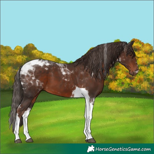 Horse Color:Liver Chestnut Tobiano