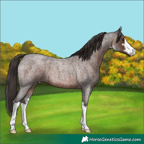 Horse Color:White Spotted Liver Red Roan 