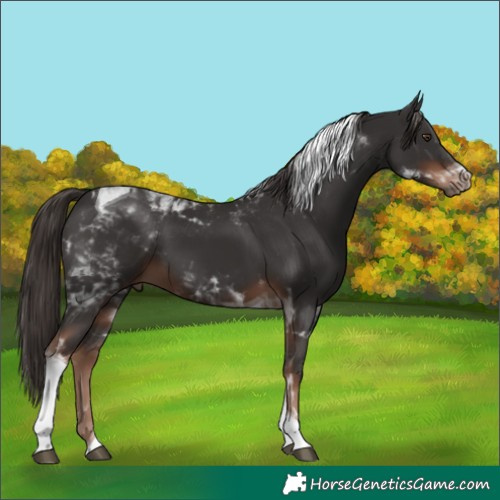Horse Color:Liver Chestnut Tobiano