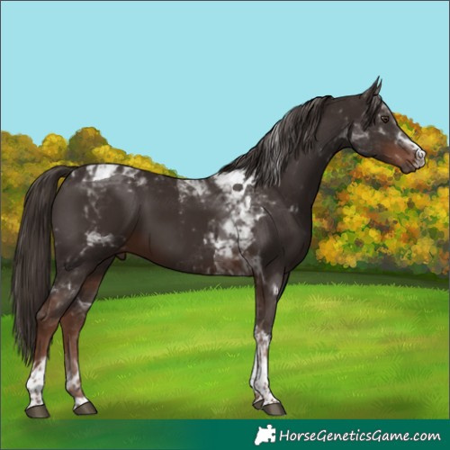 Horse Color:Liver Chestnut Tobiano