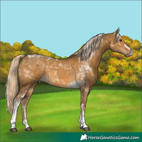 Horse Color:Chocolate Palomino Dun Tobiano 