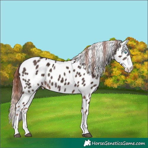 Horse Color:Liver Chestnut Sabino Splash Leopard