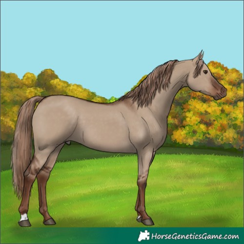 Horse Color:Liver Red Dun