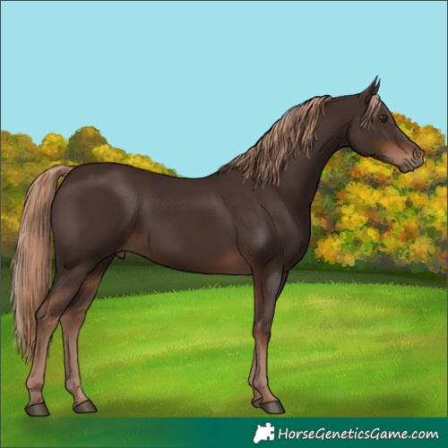 Horse Color:Liver Chestnut