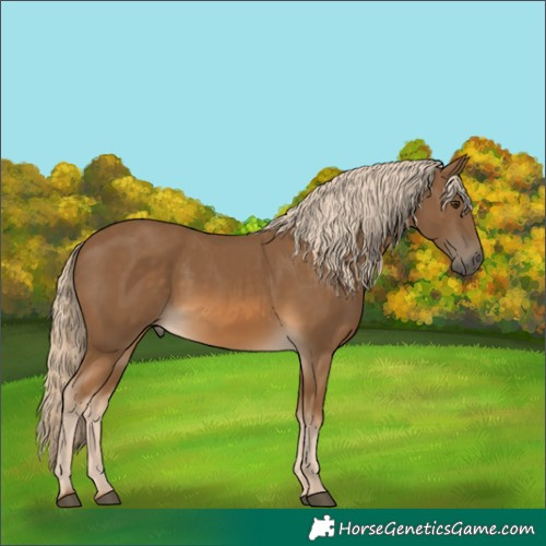 Horse Color:Chocolate Palomino 