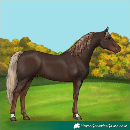 Horse Color:Liver Chestnut