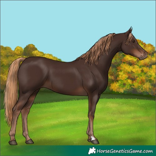 Horse Color:Liver Chestnut