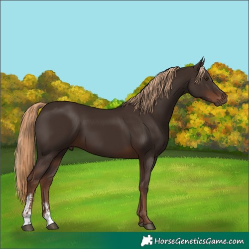 Horse Color:Liver Chestnut Sabino