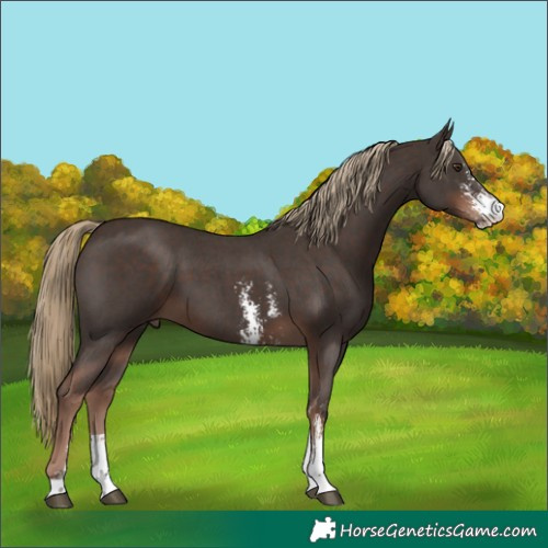 Horse Color:Liver Chestnut Sabino