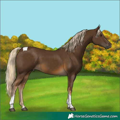 Horse Color:Chocolate Palomino Tobiano Rabicano