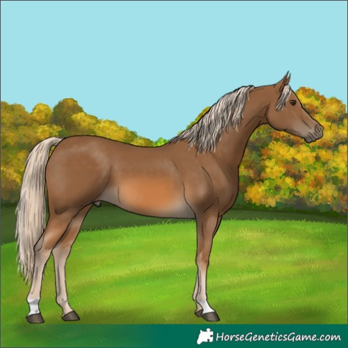 Horse Color:Chocolate Palomino 