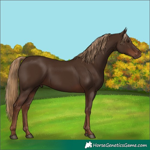 Horse Color:Liver Chestnut Rabicano 
