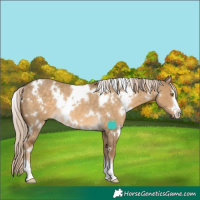 Horse Color:White Spotted Chocolate Palomino Dun Rabicano