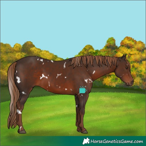 Horse Color:White Spotted Liver Chestnut 