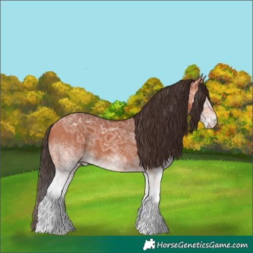 Horse Color:White Spotted Bay Ice Rabicano