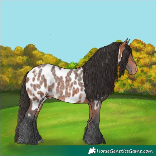 Horse Color:Bay Ice Appaloosa Rabicano