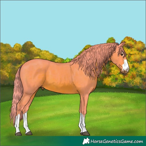 Horse Color:Watercolor Chestnut