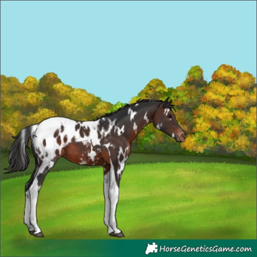 Horse Color:White Spotted Brown Tobiano Appaloosa 