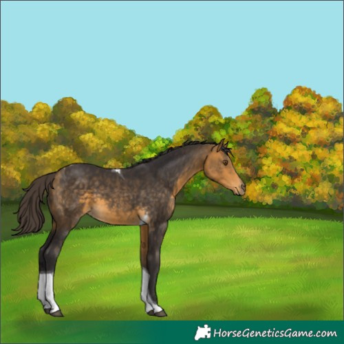 Horse Color:Buckskin Tobiano 