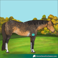 Horse Color:Buckskin Tobiano