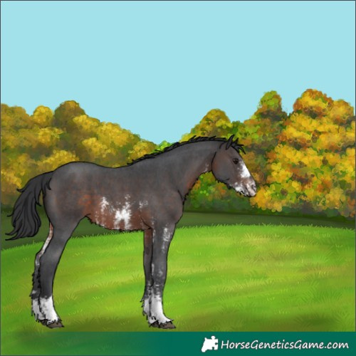 Horse Color:Brown Sabino 
