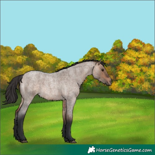 Horse Color:Bay Roan Dun 