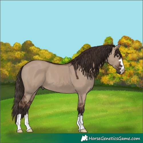 Horse Color:Liver Red Dun 