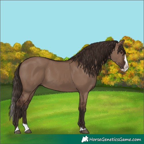 Horse Color:Liver Red Dun Splash 