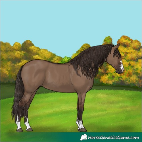 Horse Color:Liver Red Dun 
