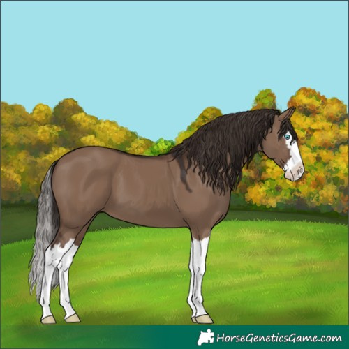 Horse Color:Liver Red Dun Splash