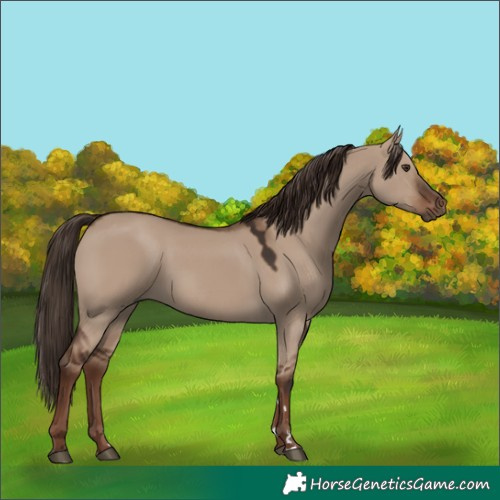 Horse Color:Liver Red Dun