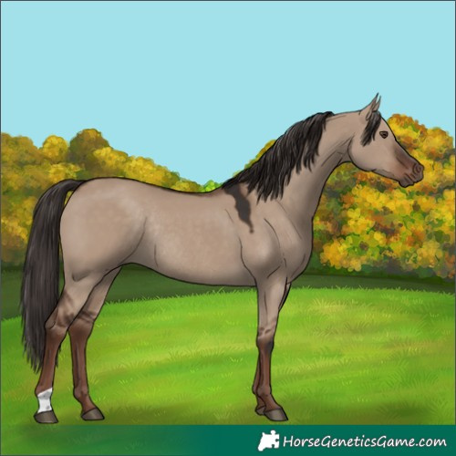 Horse Color:Liver Red Dun Rabicano