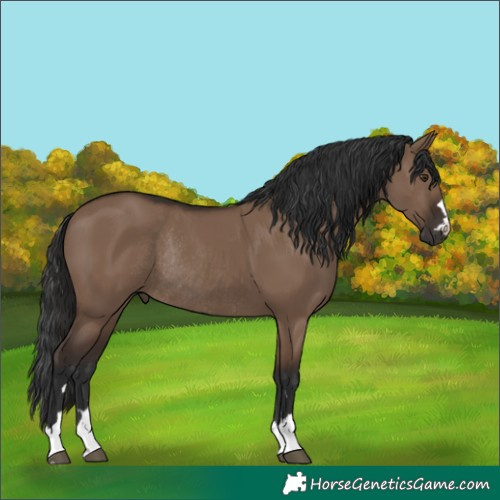 Horse Color:Liver Red Dun Rabicano 
