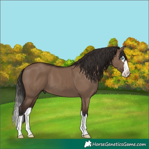 Horse Color:Liver Red Dun Splash