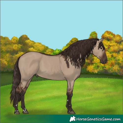 Horse Color:Liver Red Dun 