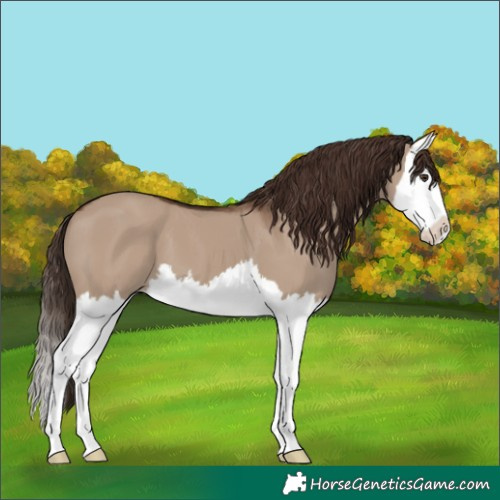 Horse Color:Liver Red Dun Splash