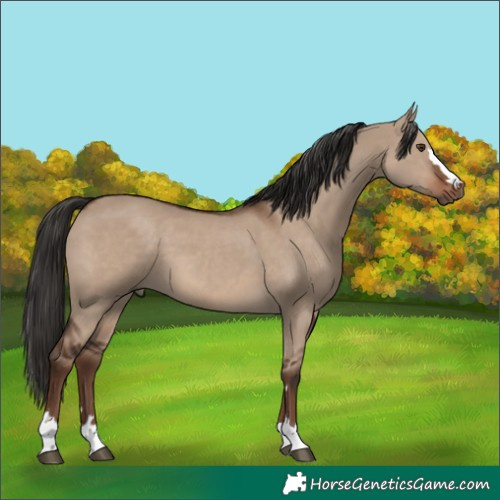 Horse Color:Liver Red Dun 