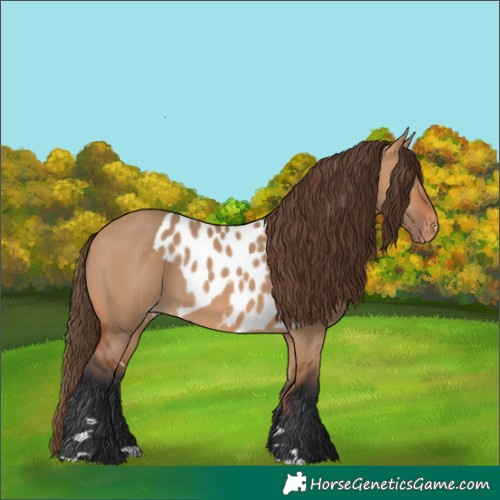 Horse Color:Bay Dun Skewed Appaloosa