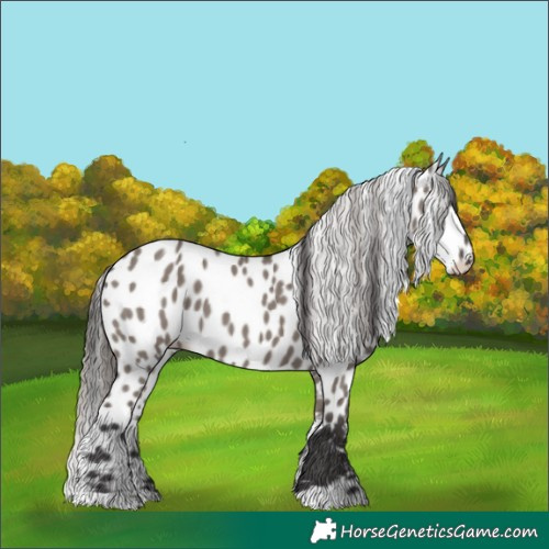 Horse Color:Smoky Grullo Skewed LP Spotted 