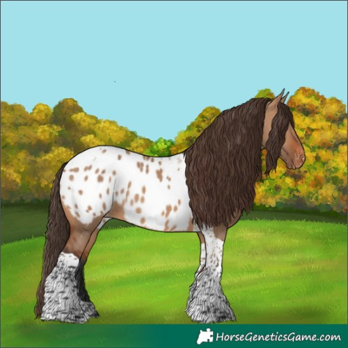 Horse Color:Bay Dun Tobiano Blanket 