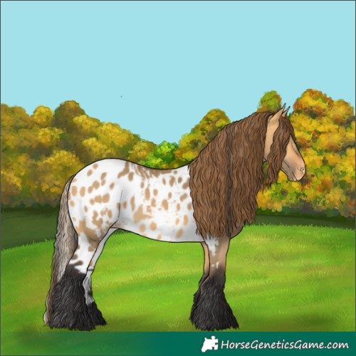 Horse Color:Buckskin Dun Skewed LP Spotted