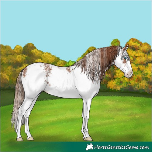 Horse Color:White Spotted Chestnut Splash