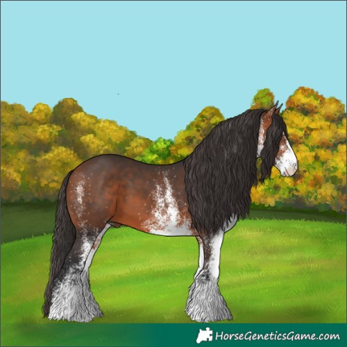 Horse Color:White Spotted Bay