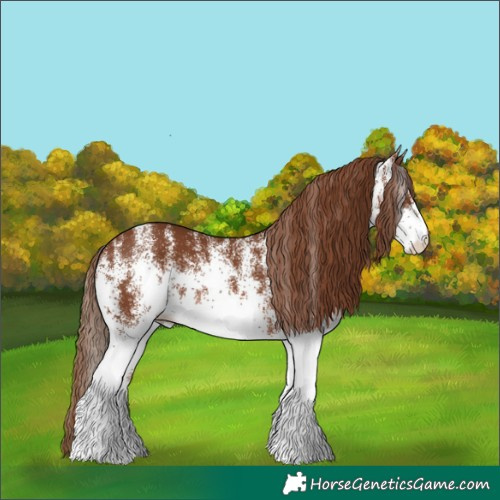 Horse Color:White Spotted Chestnut