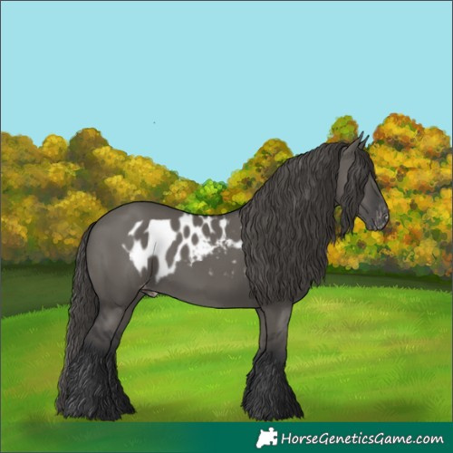 Horse Color:Grullo Skewed LP Spotted