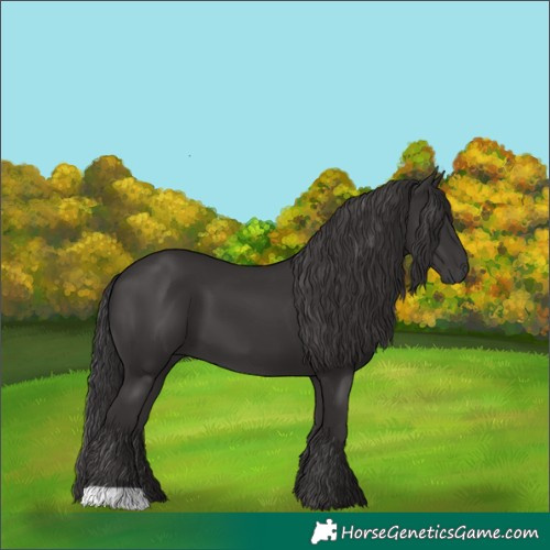 Horse Color:Smoky Black